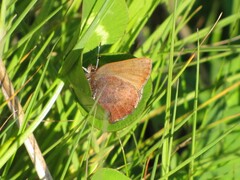 Callophrys augustinus