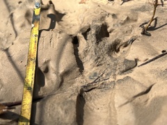 Sylvilagus aquaticus