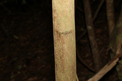 Cryptocarya triplinervis pubens