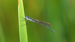 Austrolestes cingulatus