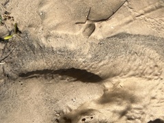 Sylvilagus aquaticus