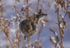 Linaria flavirostris