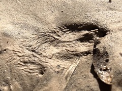 Sylvilagus aquaticus