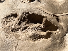 Sylvilagus aquaticus