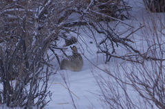 Lepus tibetanus