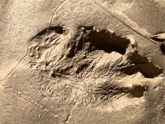 Sylvilagus aquaticus