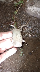 Rhinella dorbignyi