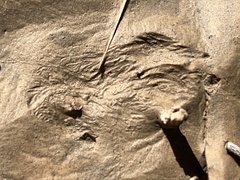 Sylvilagus aquaticus