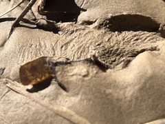 Sylvilagus aquaticus