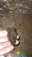 Rhinella dorbignyi