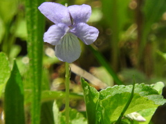 Viola labradorica