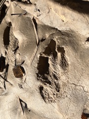 Sylvilagus aquaticus