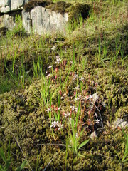 Micranthes ferruginea