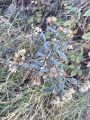 Baccharis sordescens