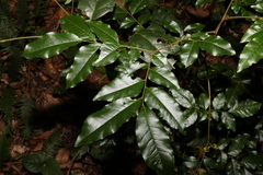 Pararchidendron pruinosum