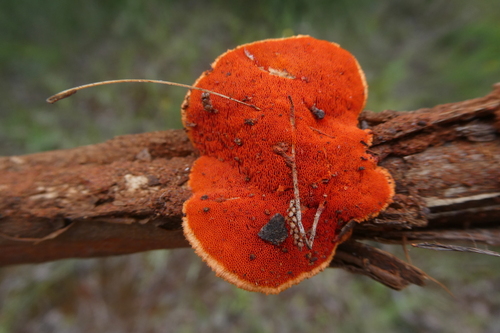 Southern Cinnabar Polypore