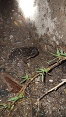 Rhinella dorbignyi