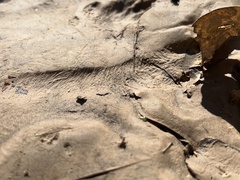 Sylvilagus aquaticus