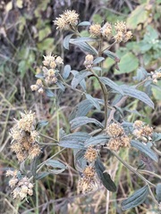 Baccharis sordescens