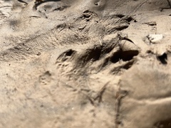 Sylvilagus aquaticus