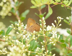 Bursaria spinosa spinosa
