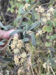 Baccharis sordescens