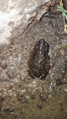 Rhinella dorbignyi