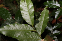 Pararchidendron pruinosum