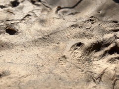 Sylvilagus aquaticus