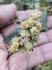 Baccharis sordescens