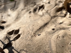 Sylvilagus aquaticus