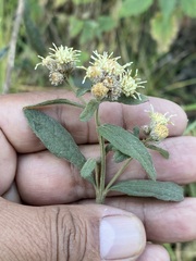 Baccharis sordescens
