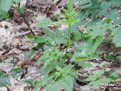 Osmorhiza longistylis