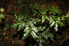 Pararchidendron pruinosum