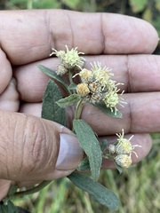 Baccharis sordescens