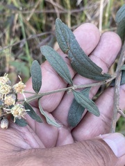 Baccharis sordescens