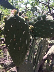 Opuntia lasiacantha