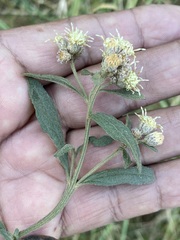 Baccharis sordescens