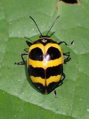 Oligocorynus jansoni