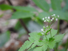 Osmorhiza longistylis
