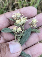 Baccharis sordescens