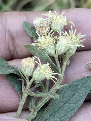Baccharis sordescens