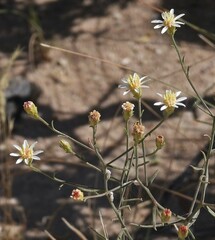 Gutierrezia gilliesii