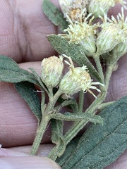 Baccharis sordescens