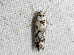 Lichenaula calligrapha