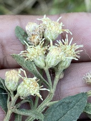 Baccharis sordescens