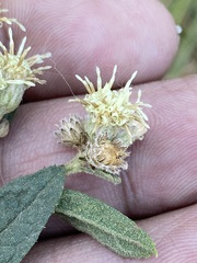 Baccharis sordescens