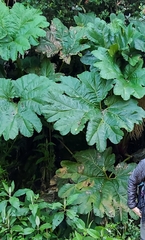Gunnera manicata