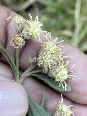 Baccharis sordescens