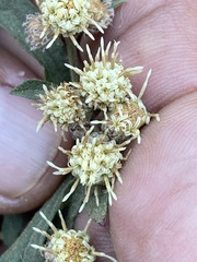 Baccharis sordescens